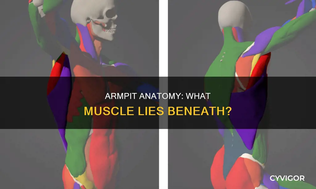 what muscle is below armpit