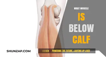 Exploring the Anatomy: What Lies Beneath Your Calves?