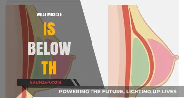 Finding the Muscle Mystery Below Th