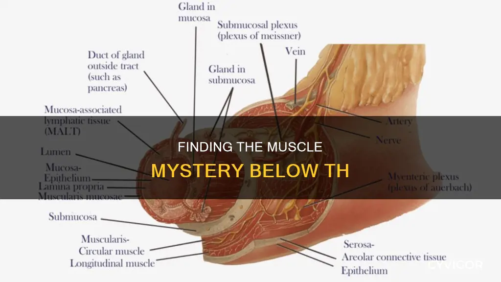 what muscle is below th