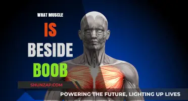 Where's That Muscle? Understanding the Anatomy of Your Chest