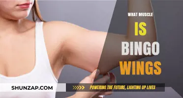 Understanding Bingo Wings: Triceps Muscle Anatomy