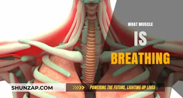 Breathing Muscles: How They Work and Their Benefits