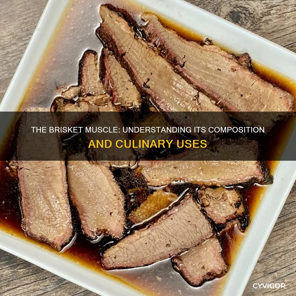 what muscle is brisket
