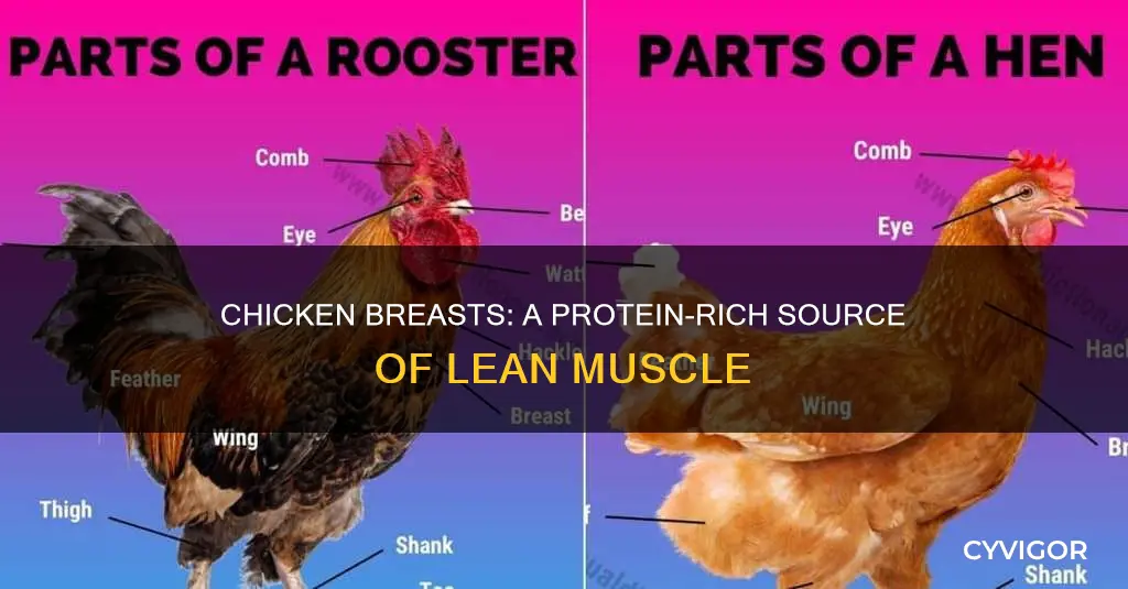 what muscle is chicken breasrt