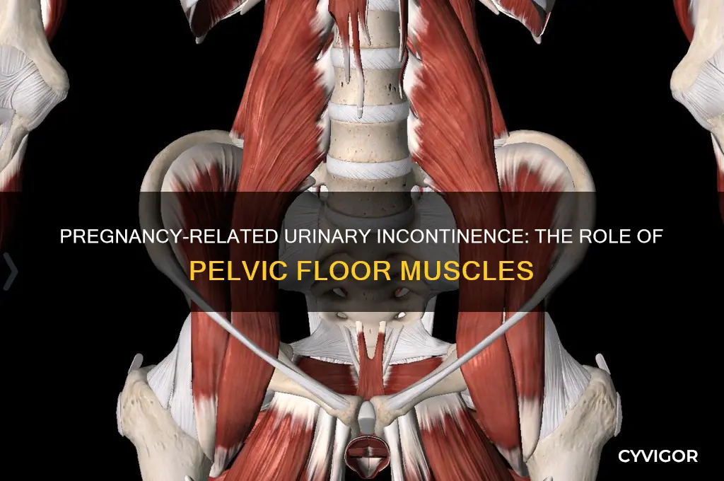 what muscle is damaged to cause urinary incontinence in pregnancy