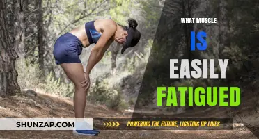 The Mystery of Muscle Fatigue: Why Some Muscles Fail Fast