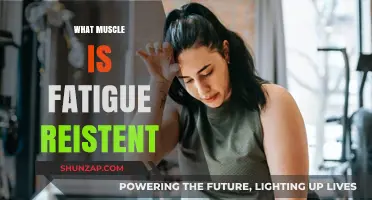 Exploring Fatigue-Resistant Muscles: Unlocking the Secrets of Endurance