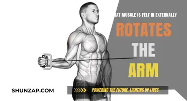 Which Muscle Controls External Arm Rotation? Uncover the Key Player
