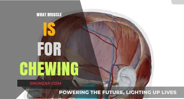 Chewing Muscles: What They Are and Why They Matter