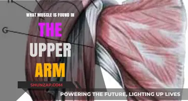 Upper Arm Muscles: Anatomy and Function of the Biceps and Triceps