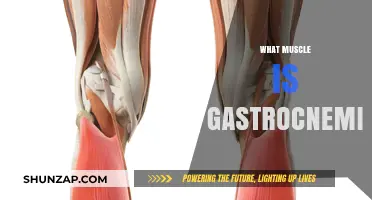 Gastrocnemius Muscle: Calf Anatomy and Function Explained