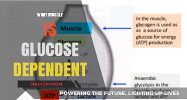 Glucose-Dependent Muscle: The Key Player in Energy Metabolism