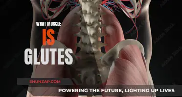 Glutes Muscles: What Are They and What Do They Do?