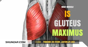 Gluteus Maximus: The Largest and Strongest Muscle
