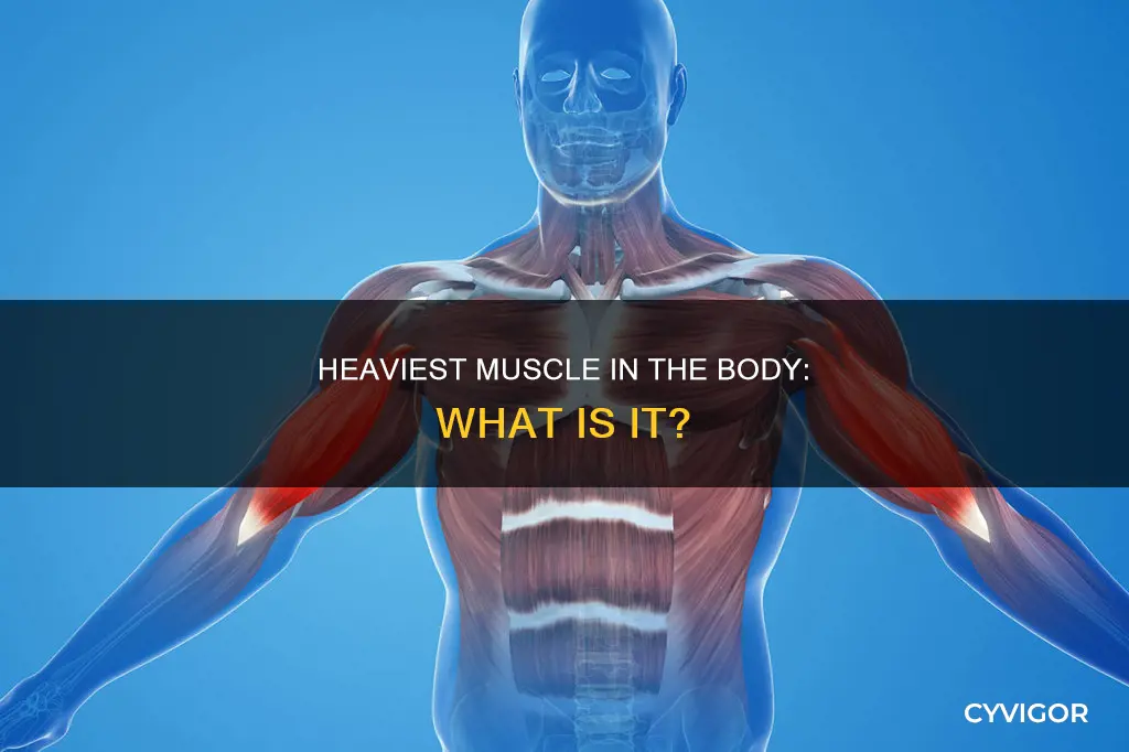 what muscle is heaviest