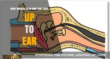 Discover the Arm Muscle Connected to Your Ear: A Guide