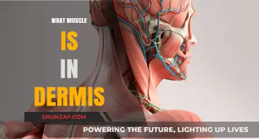 Exploring the Dermis: Muscles and More
