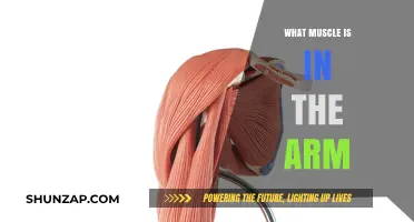 Understanding the Major Muscles in Your Arm: A Comprehensive Guide