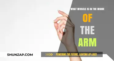 Understanding the Inner Arm Muscles: Anatomy and Function Explained
