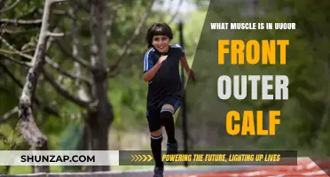 Understanding the Anatomy: The Fascinating Muscles of Your Front Outer Calf