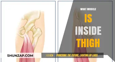 Thigh Muscle Mystery: What's Inside?