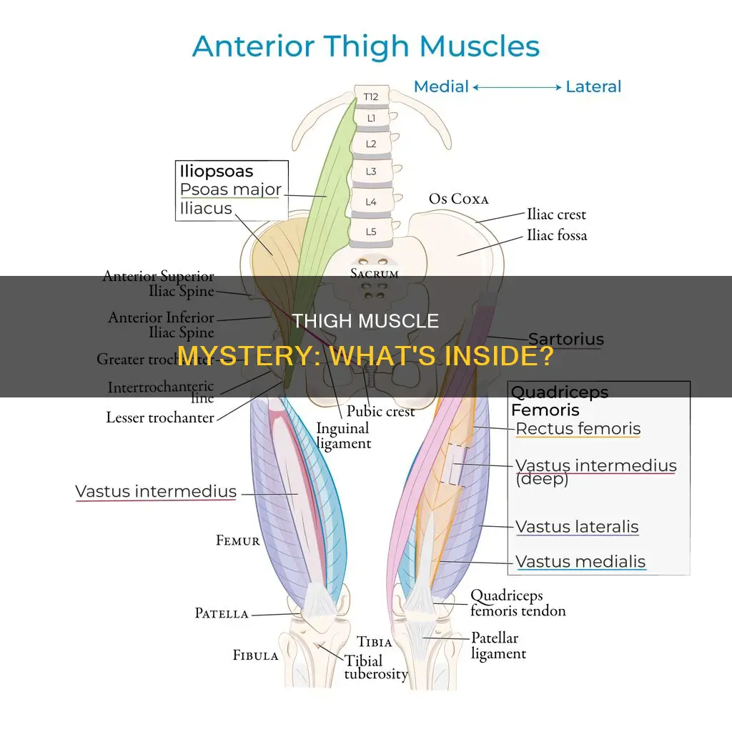 what muscle is inside thigh