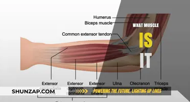 Uncover the Mystery Muscle: What's its Name?