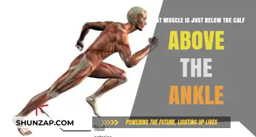 Exploring the Lesser-Known Muscle: The Tibialis Anterior