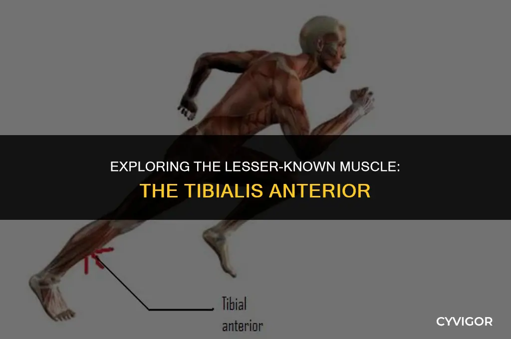 what muscle is just below the calf above the ankle