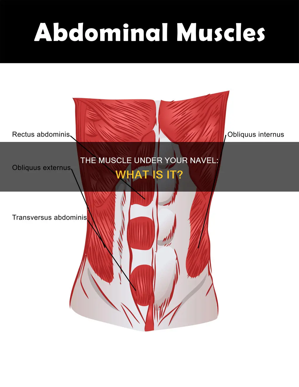 what muscle is just undertheumbilicu