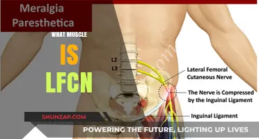 Understanding the LCFC Muscle: What You Need to Know