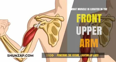 Discover the Front Upper Arm Muscle: Biceps Brachii Explained