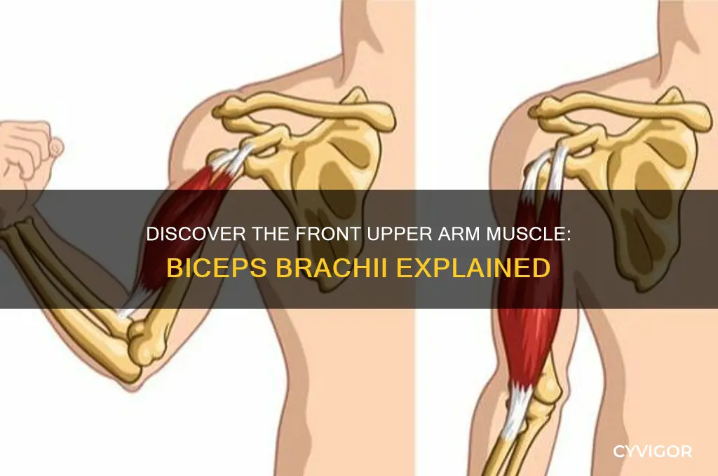 what muscle is located in the front upper arm