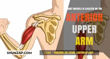 Understanding the Biceps Brachii: Anterior Upper Arm Muscle Explained