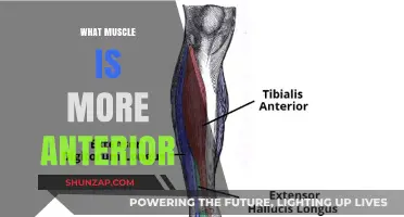 Anterior Muscles: What's in Front?