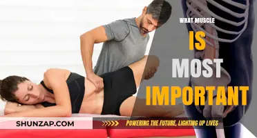 The Most Important Muscle: Core Strength Rules
