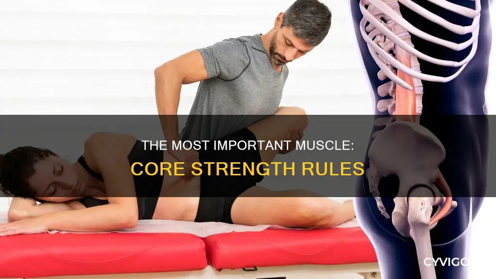 what muscle is most important
