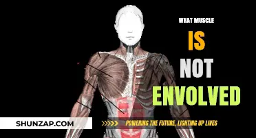 Muscle Isolation: The One Muscle Left Out