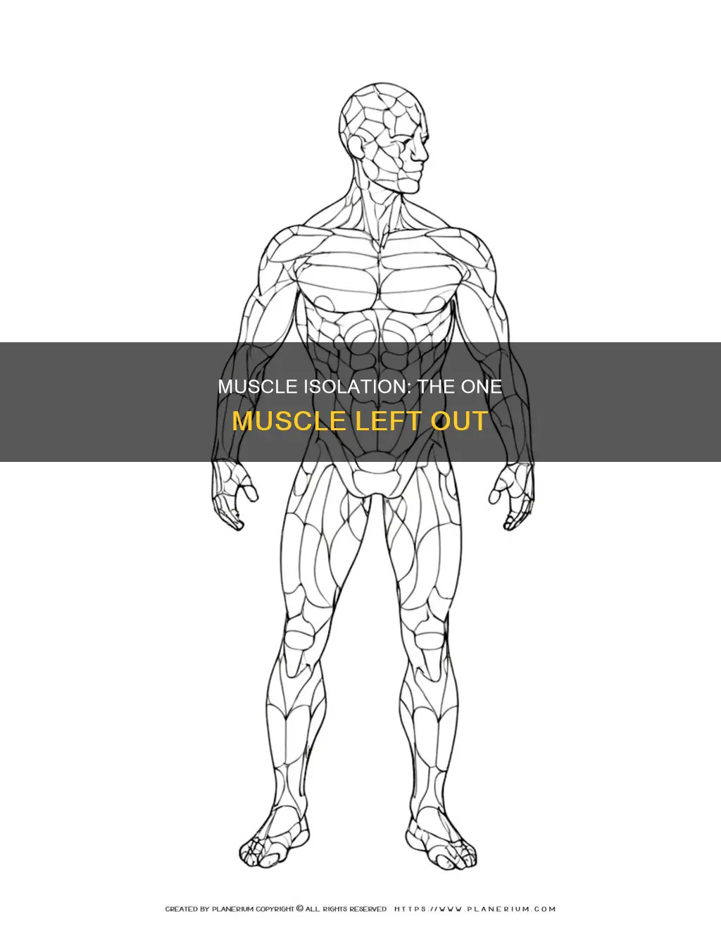 what muscle is not envolved