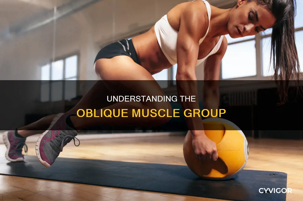 what muscle is oblique