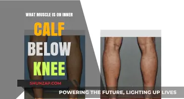 Understanding the Inner Calf: The Muscle Below Your Knee