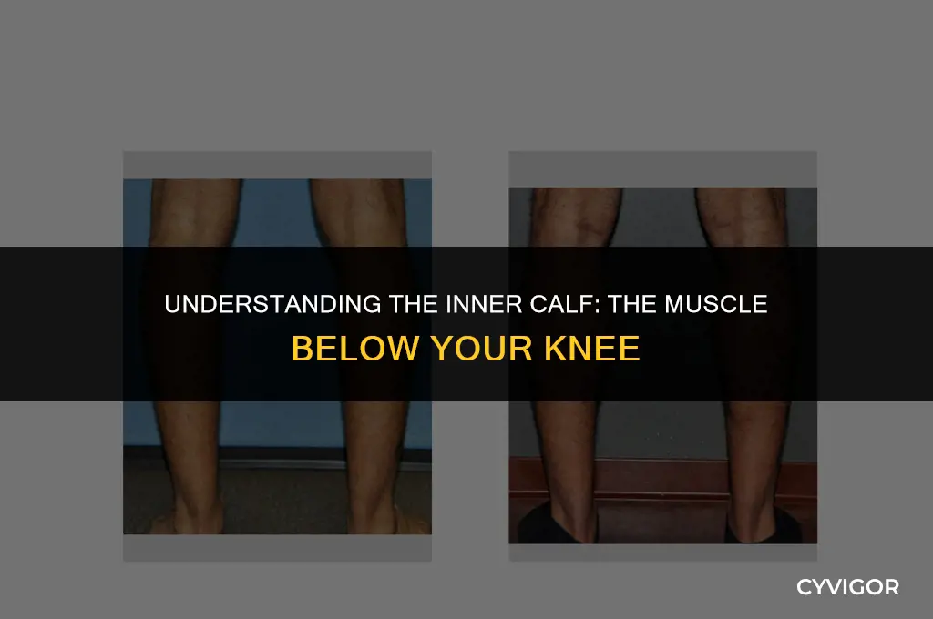 what muscle is on inner calf below knee