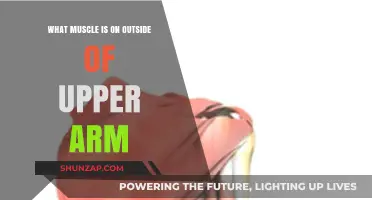 Understanding the Triceps: The Muscle on the Outside of Your Upper Arm