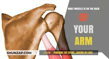 Unveiling the Mighty Triceps: The Powerhouse on Your Arm