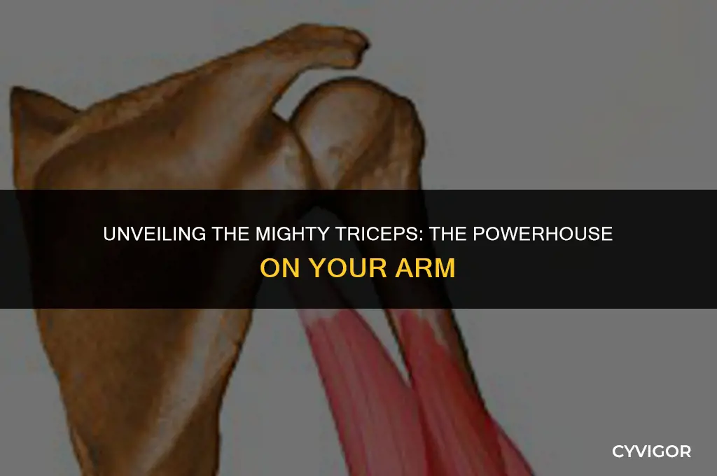 what muscle is on the back of your arm