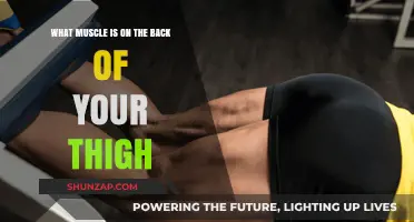 Unlocking the Power of Your Hamstrings: A Guide to the Muscles Behind Your Thigh