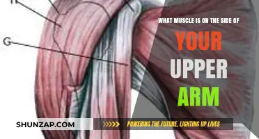 Understanding the Upper Arm: Exploring the Muscle on Your Side
