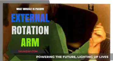 Passive External Rotation: Understanding the Muscles Behind Arm Movement