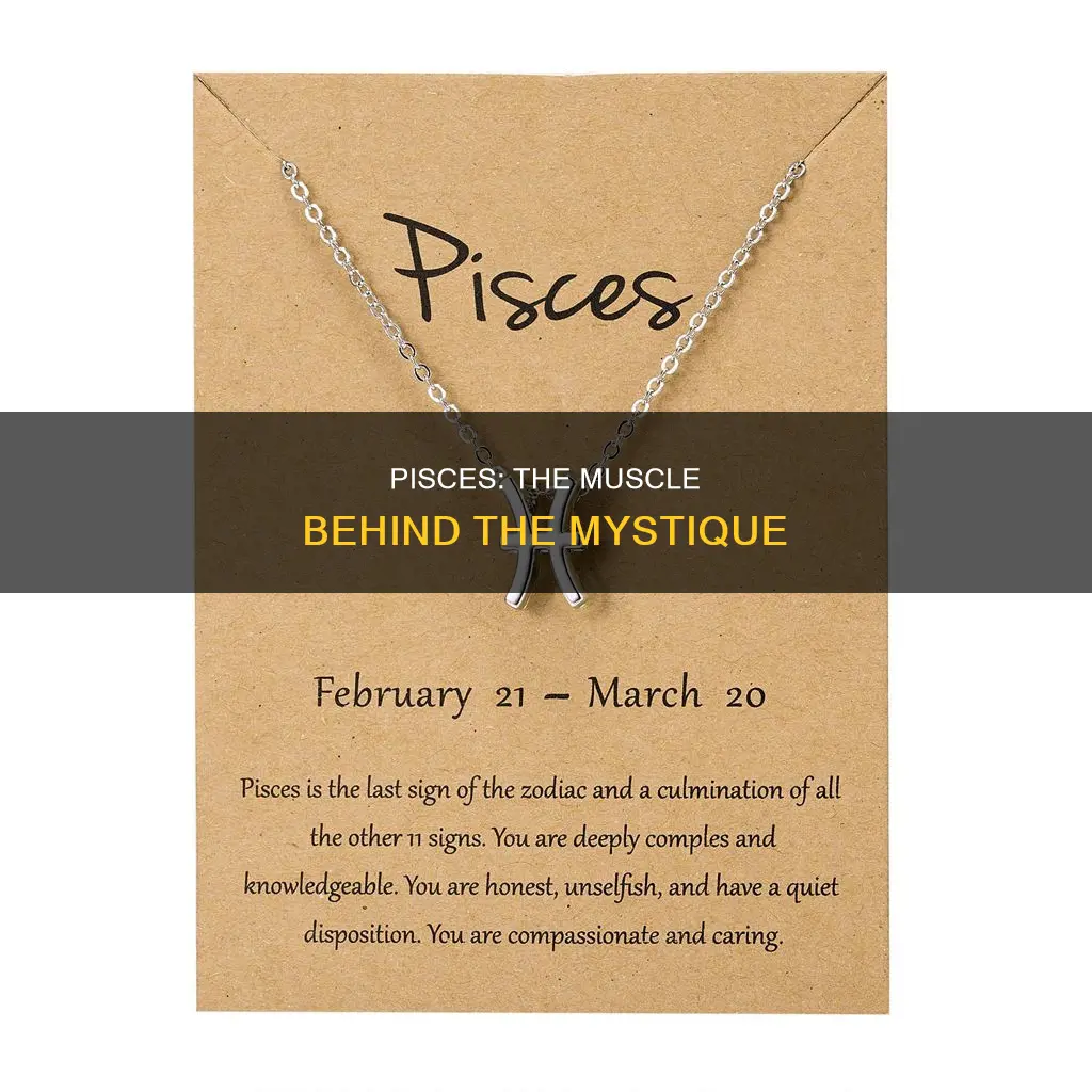 what muscle is pisces